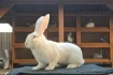 Продаем чистопородный молодняк кролей Белого Великана,порода мясного  фото № 2