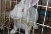 Продаем чистопородный молодняк кролей  Термона,кроли бройлерного напр фото № 2