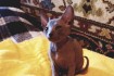 Котята Донского Сфинкса возраст 2 месяца котята от классных производи фото № 1