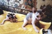 Котята Донского Сфинкса возраст 2 месяца котята от классных производи фото № 2