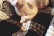Котята Донского Сфинкса возраст 2 месяца котята от классных производи фото № 3