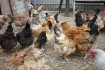 Домашние подрощенные цыплята мясо-яичной породы, от своих курей, разн фото № 2