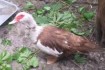 Яйцо мускусной утки, под инкубацию фото № 1