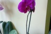 Продажа орхидей! Орхидеи высокорослые, красивые, высота от 65 см до 8 фото № 1