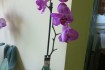 Продажа орхидей! Орхидеи высокорослые, красивые, высота от 65 см до 8 фото № 2
