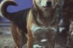 Лёня или Люк  - молодой и очень позитивный, жизнерадостный пёс! Он от фото № 1