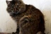 Кошка Жужа спасена доброй северодончанкой с улицы и временно живет у  фото № 1