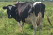 Продам глибокотільну корову (строк отелу середина червня). Ціна догов фото № 1