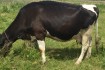 Продам глибокотільну корову (строк отелу середина червня). Ціна догов фото № 2