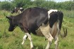 Продам глибокотільну корову (строк отелу середина червня). Ціна догов фото № 3