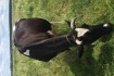 Продам глибокотільну корову (строк отелу середина червня). Ціна догов фото № 4