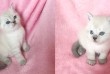 Для ценителей настоящих чистокровных вислоухих и прямоухих шотландски