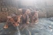Бенгальские котята, родились 03.04.2019. маленькие гепардики ждут вас фото № 4