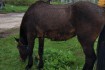 Продам коня, украинский верховой, масть гнедая, возраст 4 года, цена  фото № 1