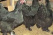 Цыплята породы 'Брама', вылупились 25.05.2020, пропоены витаминным ко фото № 2