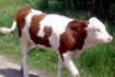 Телочка 5 мес. от хорошей коровы, выпоена молоком, крупная, высокая н фото № 1