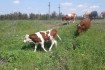 Телочка 5 мес. от хорошей коровы, выпоена молоком, крупная, высокая н фото № 3