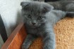 Продается шотландский  вислоухий котик . Окрас серо-голубой. Родился  фото № 1