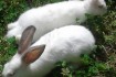 Кролики 1 и 2 месячные. Термоны, Паноны, Калифорнийские (родственные  фото № 3
