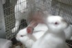 Продам молодняк кроликов бройлерной, скороспелой породы Термоны, Панн фото № 1