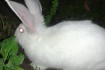 Продам молодняк кроликов бройлерной, скороспелой породы Термоны, Панн фото № 3