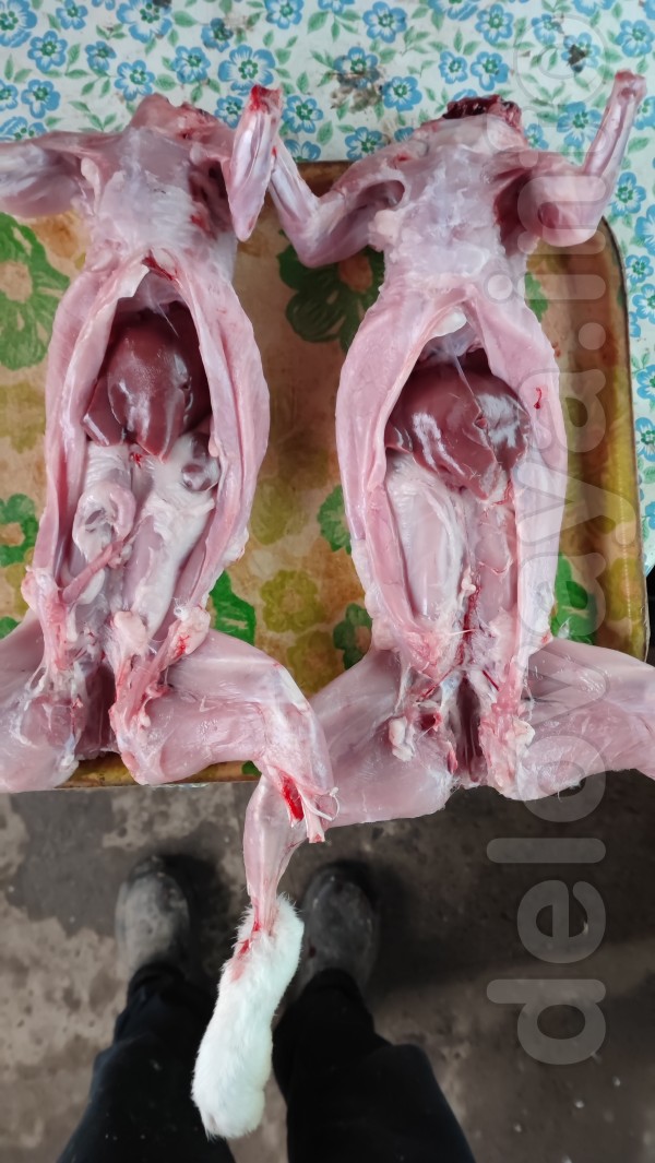 Продаём мясо кролика, кормление традиционное без добавок, под заказ в