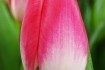 Долина тюльпанів. Розпродаж цибулин тюльпана, нарциса та гіацинта на  фото № 3