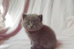 Продам котят порода: Скоттиш страйт  (шотландская прямоухая кошка).Ро фото № 1