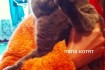 Продам котят порода: Скоттиш страйт  (шотландская прямоухая кошка).Ро фото № 3