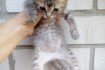 Котята от очень маленькой мамы (1,7 кг). Малышам два месяца (17.09.20 фото № 1