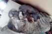 Котята от очень маленькой мамы (1,7 кг). Малышам два месяца (17.09.20 фото № 3