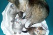 Котята от очень маленькой мамы (1,7 кг). Малышам два месяца (17.09.20 фото № 4