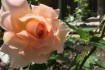 Выращиваем и продаем отличные саженцы роз в ассортименте: плетистые,  фото № 1