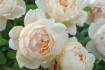 Выращиваем и продаем отличные саженцы роз в ассортименте: плетистые,  фото № 4