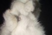 милые и пушистые котята спасут от любой осенней хандры, вислоухие 50  фото № 3