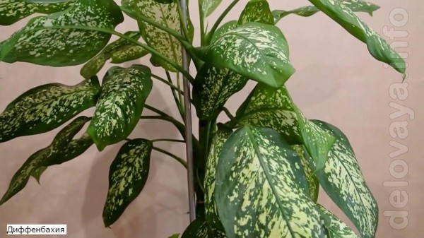 Диффенбахия (лат. Dieffenbachia) — род вечнозелёных растений семейств