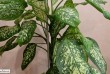 Диффенбахия (лат. Dieffenbachia) — род вечнозелёных растений семейств