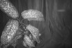 Диффенбахия (лат. Dieffenbachia) — род вечнозелёных растений семейств фото № 2