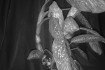 Диффенбахия (лат. Dieffenbachia) — род вечнозелёных растений семейств фото № 3