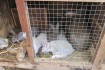 Продам кроликов живым весом по 80 гр кг. возраст от 2 мес. до года.См фото № 3