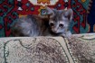 Карликовый котёнок (мелкой породы) девочка от карликовой кошки. Возра фото № 1