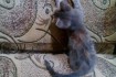 Карликовый котёнок (мелкой породы) девочка от карликовой кошки. Возра фото № 2