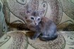 Карликовый котёнок (мелкой породы) девочка от карликовой кошки. Возра фото № 4