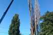 Спиливание деревьев любой сложности в Одессе и пригородах,с гарантией фото № 4