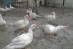 мускусные утки белые. цена 100грн кг.живой вес фото № 1