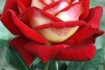 Выращиваем и продаем отличные саженцы роз в ассортименте: плетистые,  фото № 1