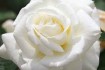 Выращиваем и продаем отличные саженцы роз в ассортименте: плетистые,  фото № 2