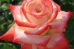 Выращиваем и продаем отличные саженцы роз в ассортименте: плетистые,  фото № 3