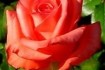 Выращиваем и продаем отличные саженцы роз в ассортименте: плетистые,  фото № 4