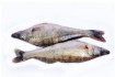 Продаж свіжомороженої риби оптом в Україні: густера, синець, плотва,  фото № 3